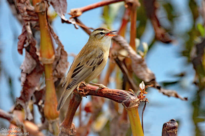 Sedge Warbler male adult breeding, song