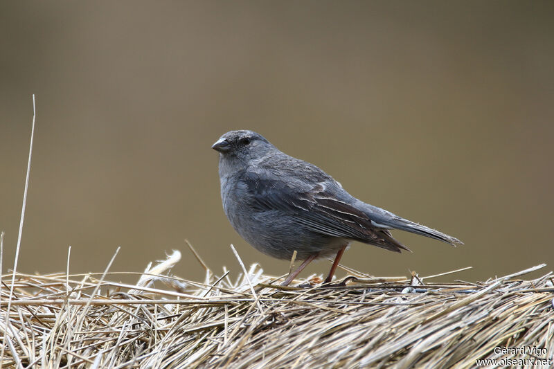 Plumbeous Sierra Finch male adult