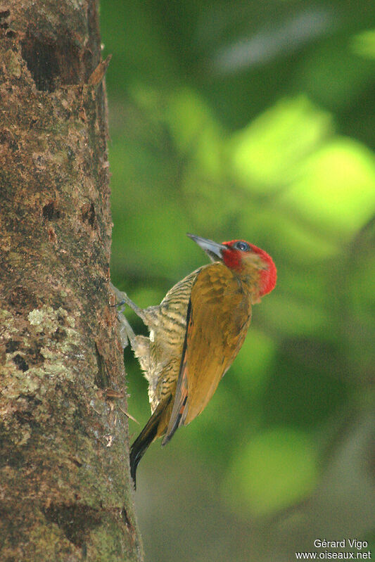 Pic à ailes roussesadulte