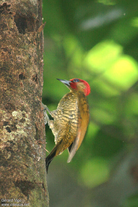 Rufous-winged Woodpecker male adult, identification