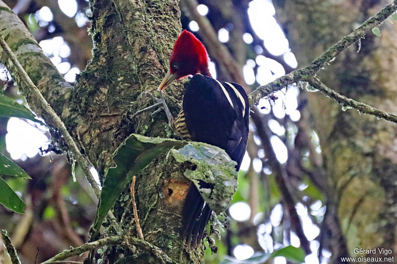 Pale-billed Woodpecker male adult