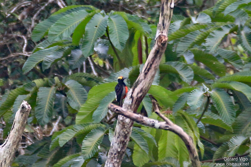 Yellow-tufted Woodpecker male adult