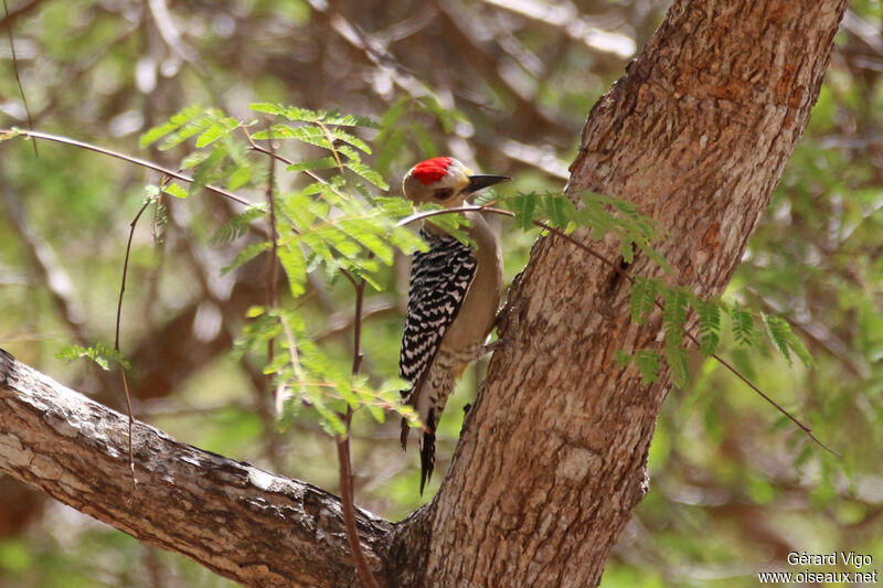 Red-crowned Woodpecker male adult