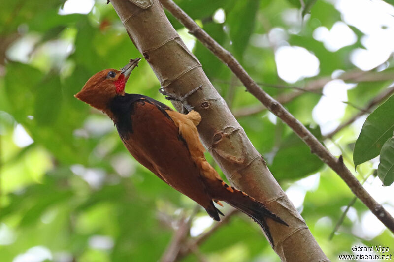 Ringed Woodpecker male adult