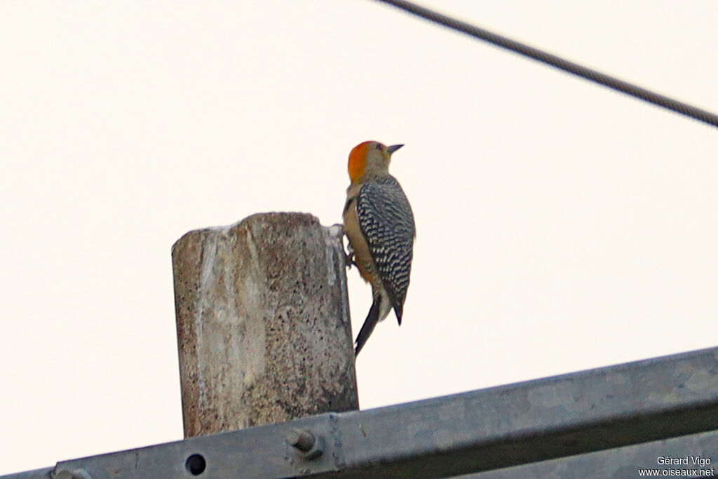 Golden-fronted Woodpecker