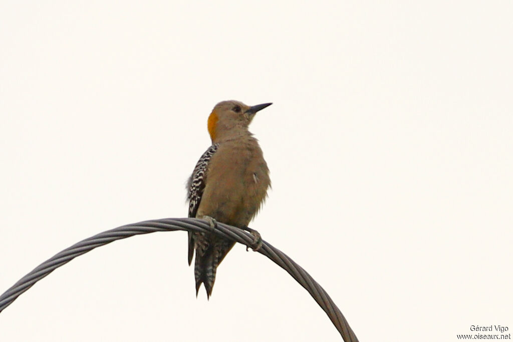 Golden-fronted Woodpecker