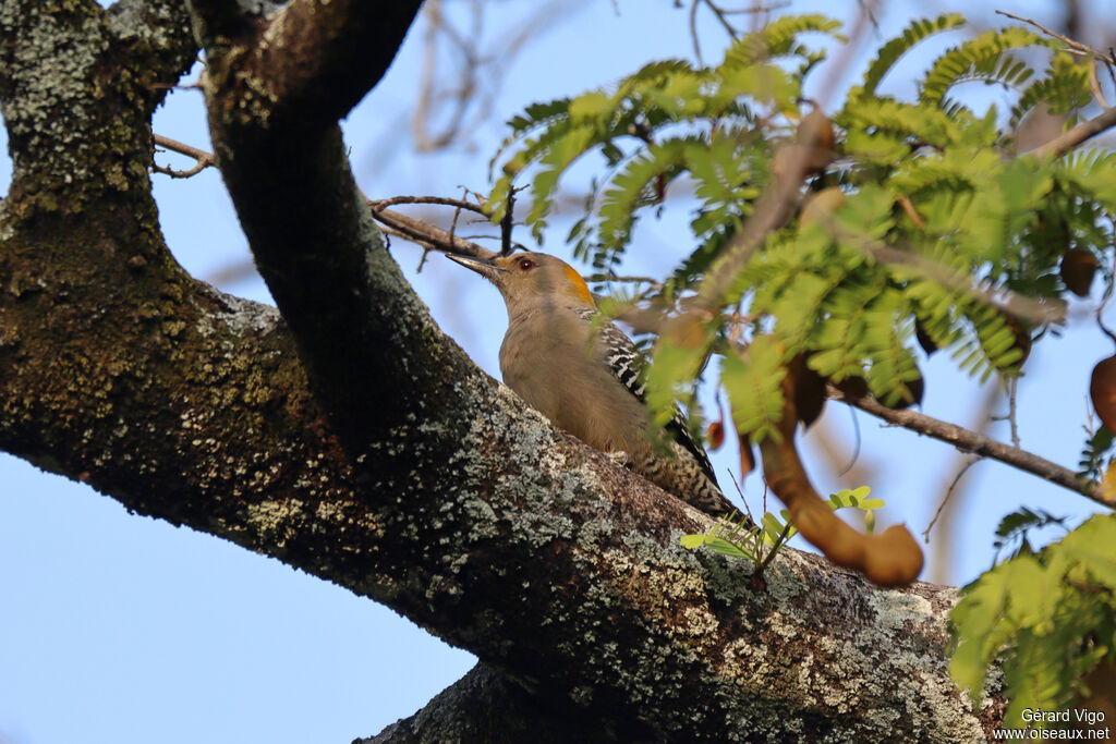 Pic à front doréadulte