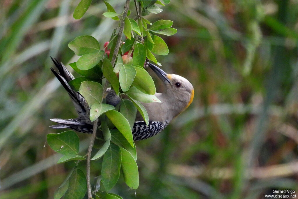 Pic à front doré femelle adulte