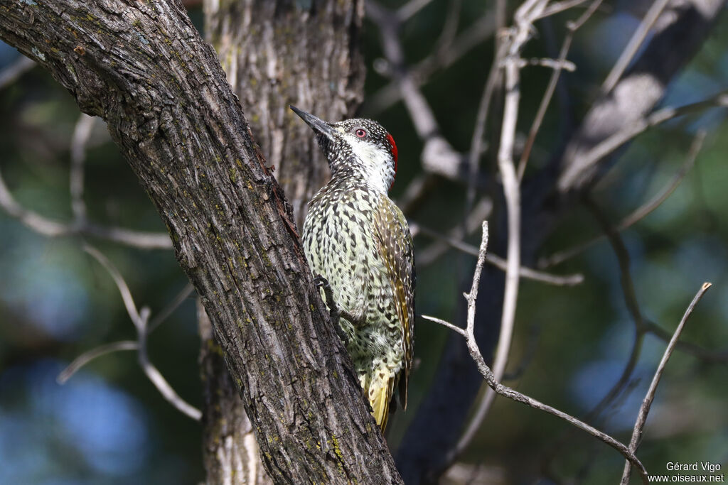 Pic à queue dorée femelle adulte