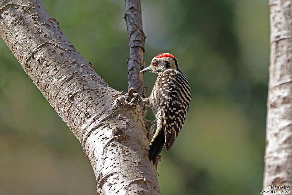 Ladder-backed Woodpecker