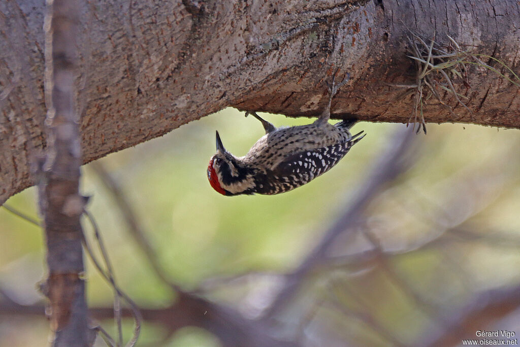 Ladder-backed Woodpecker