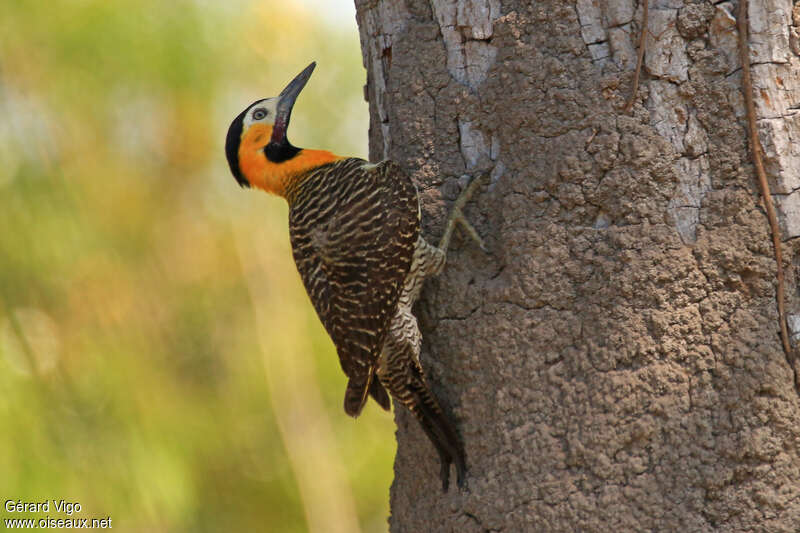 Campo Flicker male adult