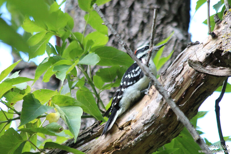 Hairy Woodpecker male adult