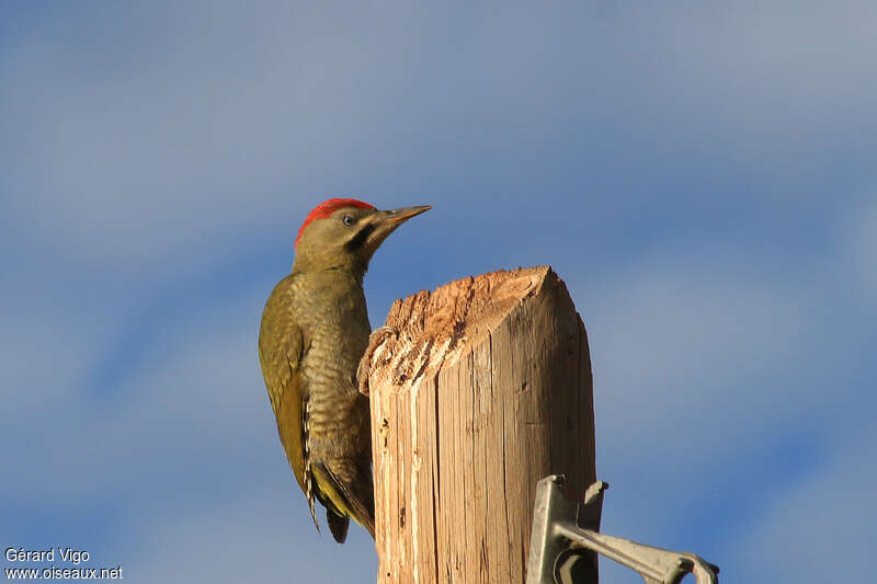 Levaillant's Woodpecker male adult, identification, pigmentation, Behaviour