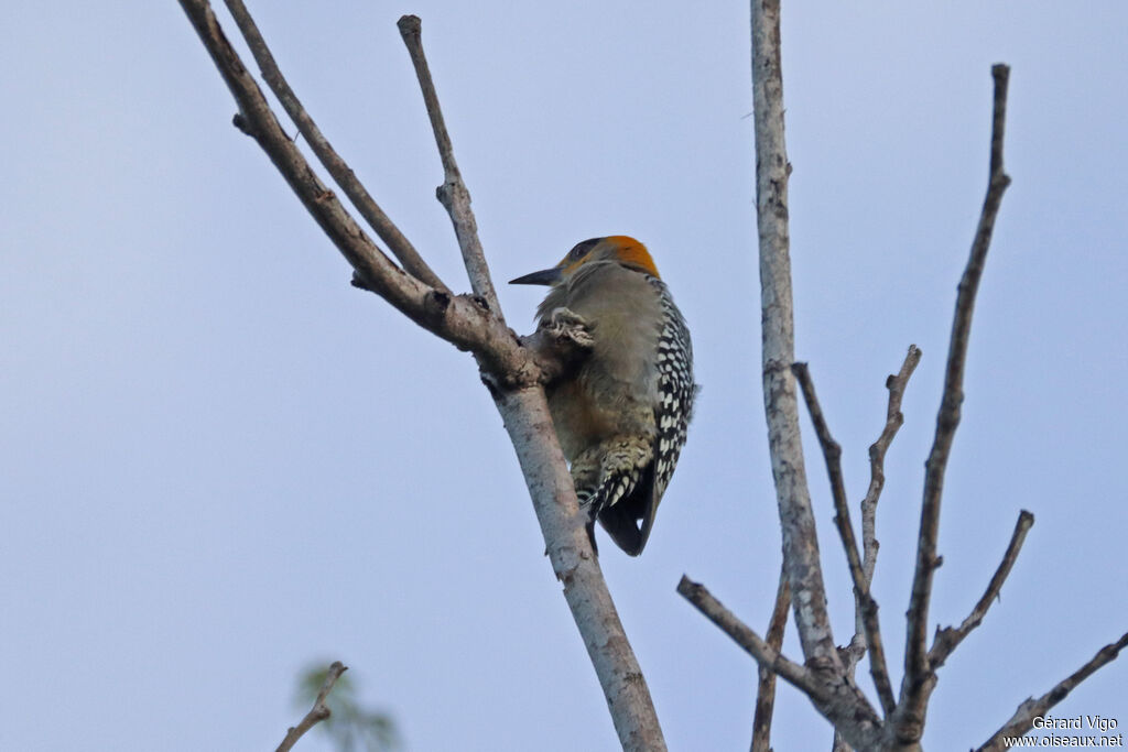 Golden-cheeked Woodpecker