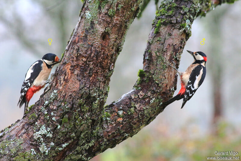 Great Spotted Woodpecker adult