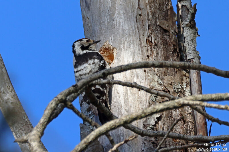 Lesser Spotted Woodpecker male adult