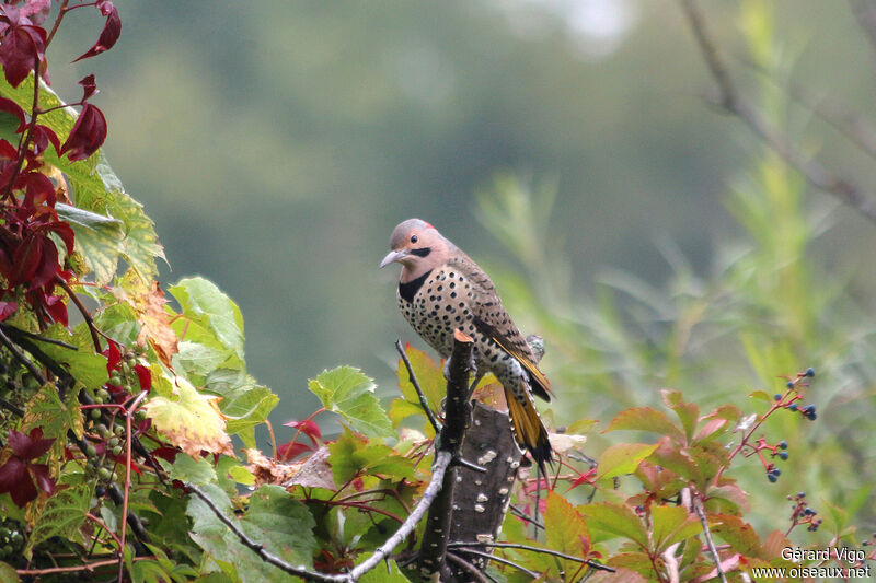 Northern Flicker male adult