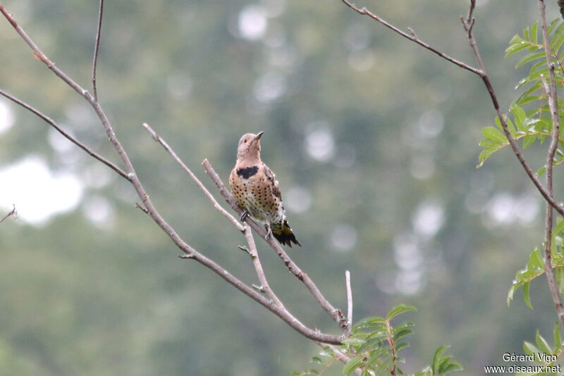 Northern Flicker female adult