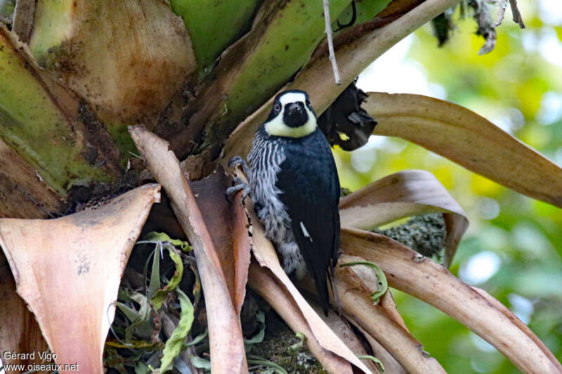 Acorn Woodpecker female adult, close-up portrait