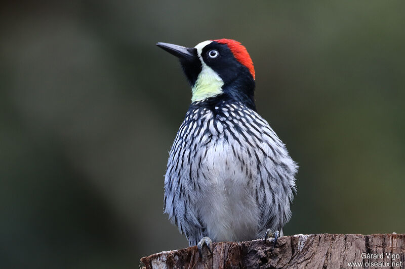 Acorn Woodpecker male adult