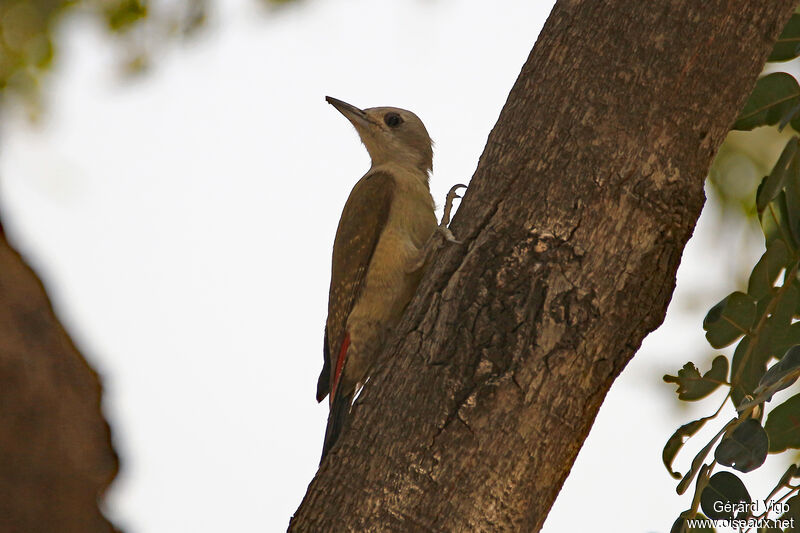 African Grey Woodpecker female adult