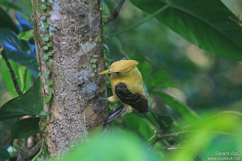 Pic jaune femelle adulte