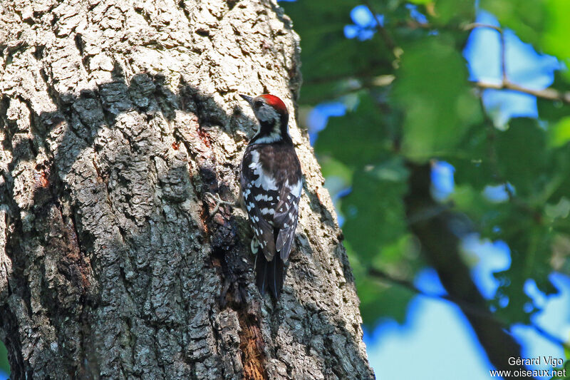 Middle Spotted Woodpeckeradult