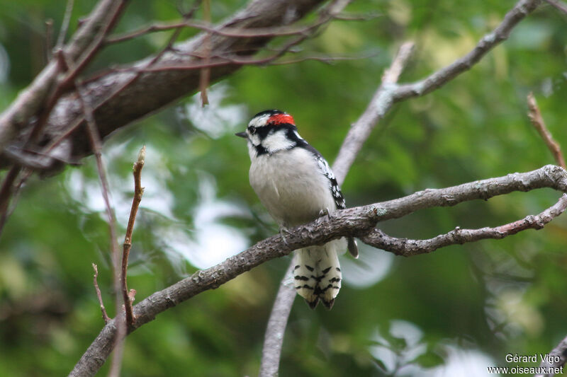 Downy Woodpecker male adult