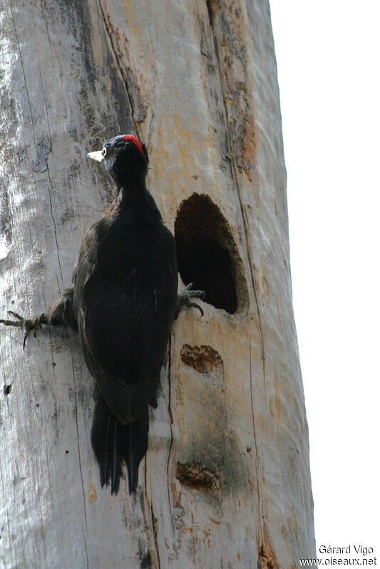 Black Woodpecker female adult, Reproduction-nesting