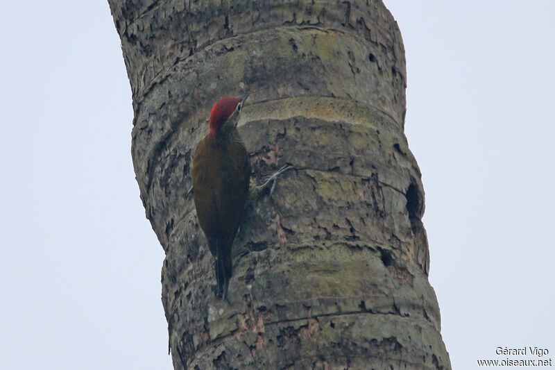 Golden-olive Woodpecker male adult