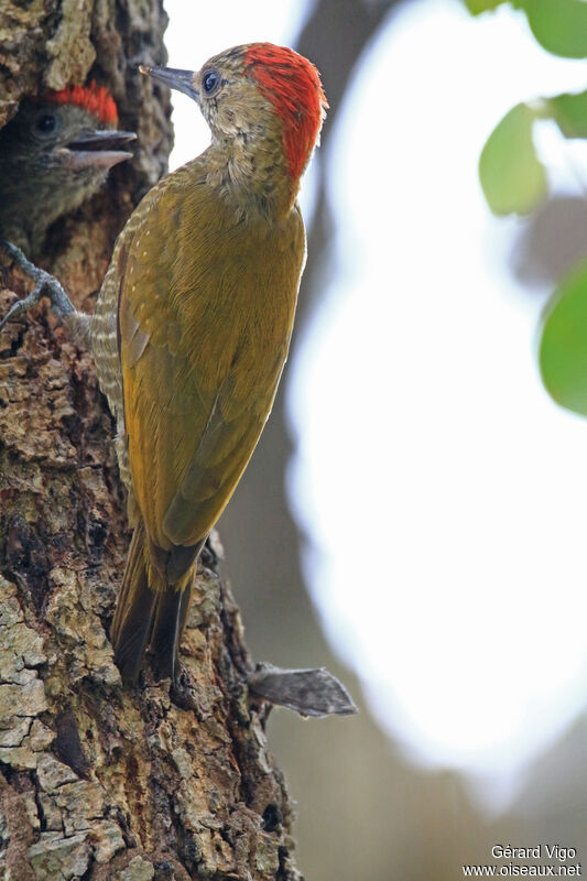 Little Woodpecker male adult, Reproduction-nesting