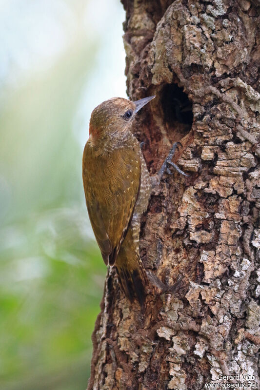 Pic passerin femelle adulte