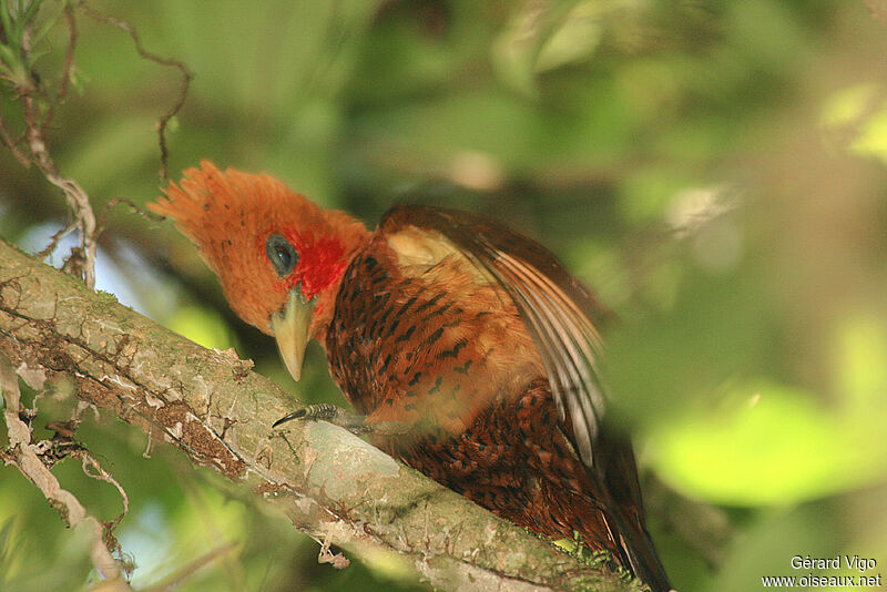 Chestnut-colored Woodpeckeradult