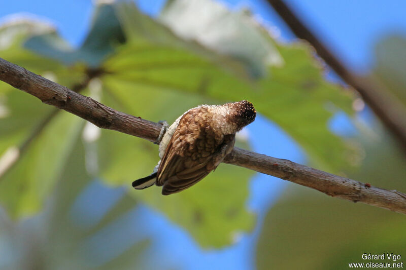 Scaled Piculetadult