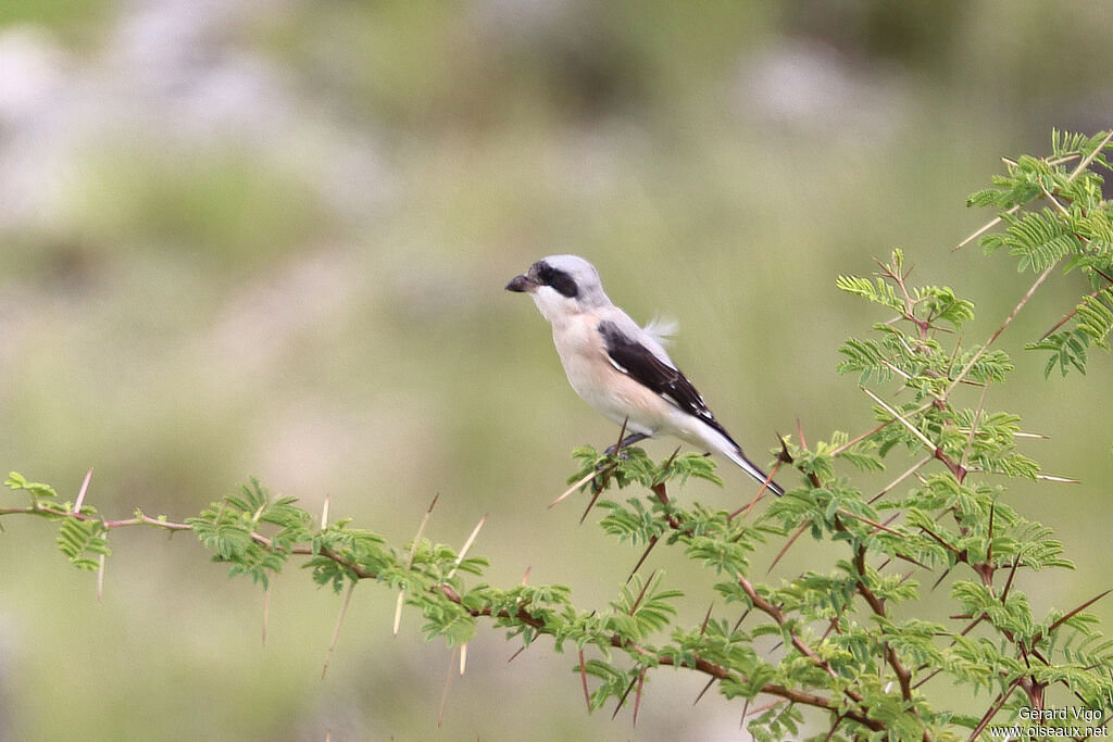 Pie-grièche à poitrine roseadulte