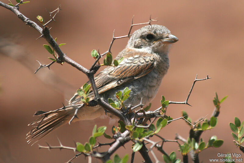 Woodchat Shrikejuvenile