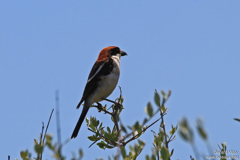 Woodchat Shrikeadult