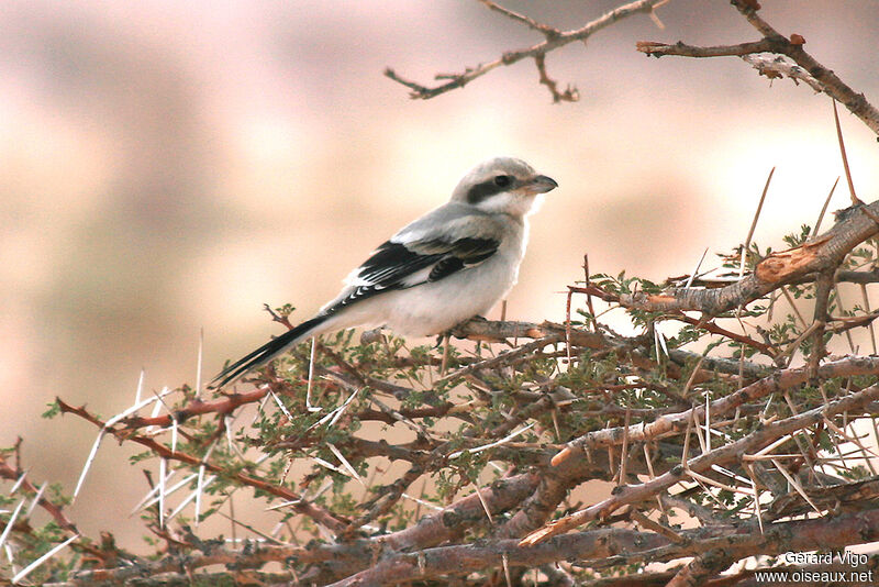 Great Grey Shrikejuvenile