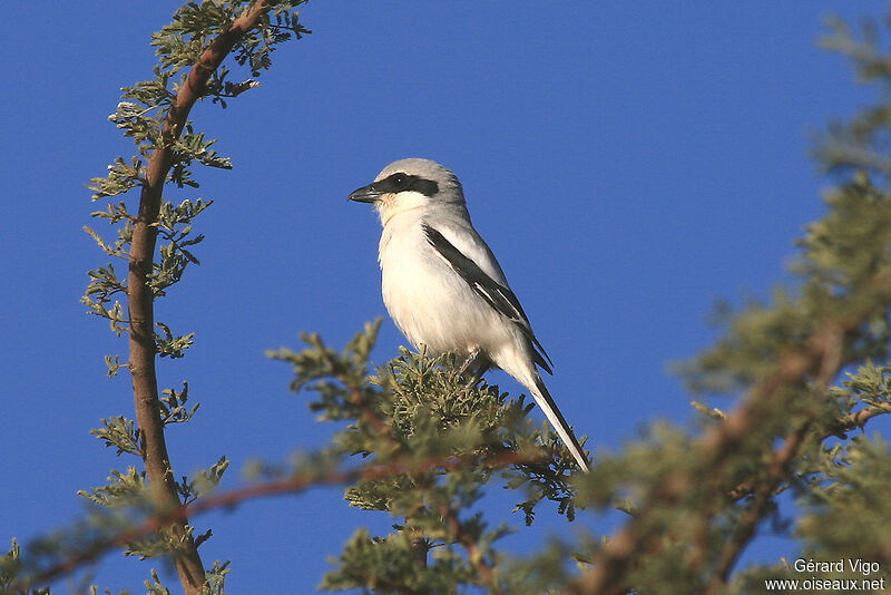 Great Grey Shrikeadult