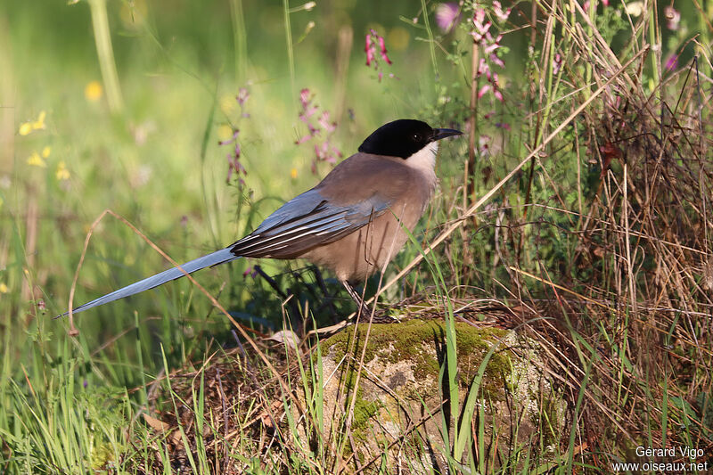 Iberian Magpieadult