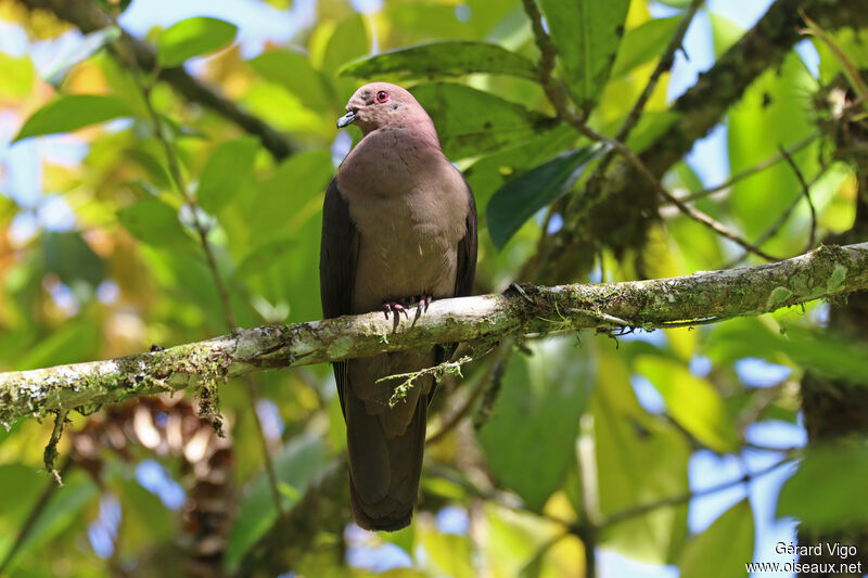 Pigeon à bec noiradulte