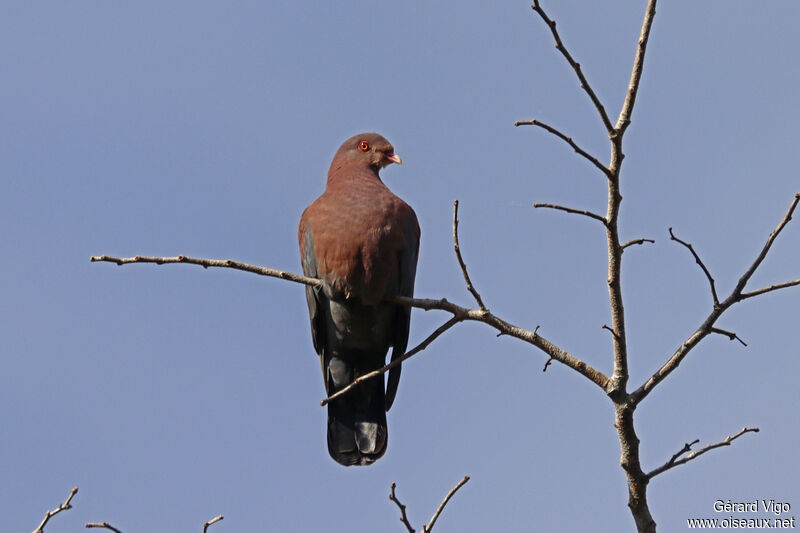 Pigeon à bec rougeadulte