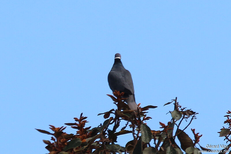 Pigeon à queue barréeadulte