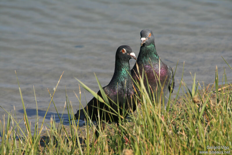 Pigeon bisetadulte