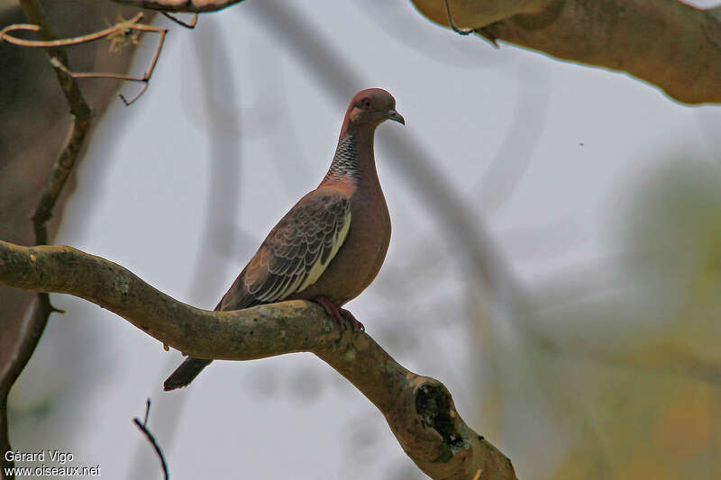 Pigeon picazuroadulte, identification