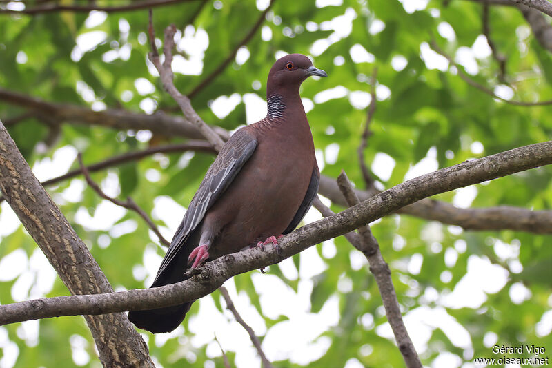 Pigeon picazuroadulte