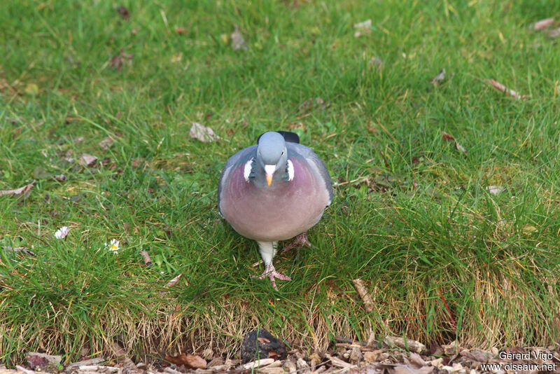 Pigeon ramieradulte