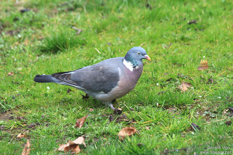 Pigeon ramieradulte