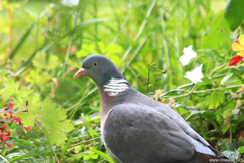 Pigeon ramieradulte